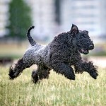 凯利蓝㹴-缩略图-7