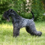 凯利蓝㹴-缩略图-9