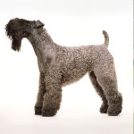 凯利蓝㹴-缩略图-10