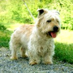 依莫格兰㹴-缩略图-1