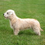 依莫格兰㹴-缩略图-3