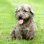 依莫格兰㹴-缩略图-4