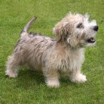 依莫格兰㹴-缩略图-6