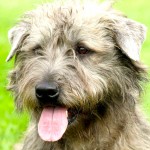 依莫格兰㹴-缩略图-7