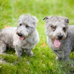 依莫格兰㹴-缩略图-8