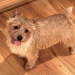 罗威士㹴-缩略图-1