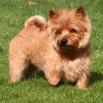 罗威士㹴-缩略图-3