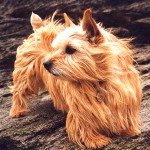 罗威士㹴-缩略图-4