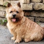 罗威士㹴-缩略图-7