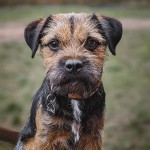 边境㹴-缩略图-1