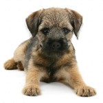 边境㹴-缩略图-2