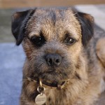 边境㹴-缩略图-3