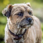 边境㹴-缩略图-4