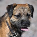 边境㹴-缩略图-5