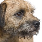 边境㹴-缩略图-7