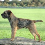 边境㹴-缩略图-8