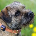 边境㹴-缩略图-10