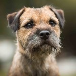 边境㹴-缩略图-11