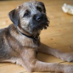 边境㹴-缩略图-12