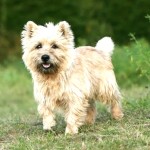 凯恩㹴-缩略图-2