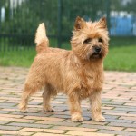 凯恩㹴-缩略图-3