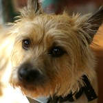 凯恩㹴-缩略图-7