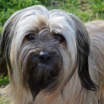 开岛㹴-缩略图-2