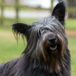 开岛㹴-缩略图-3