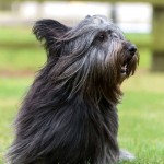 开岛㹴-缩略图-5