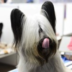 开岛㹴-缩略图-6