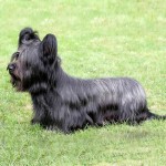 开岛㹴-缩略图-7