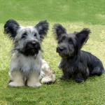 开岛㹴-缩略图-8