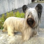 开岛㹴-缩略图-9