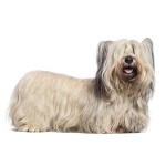 开岛㹴-缩略图-10