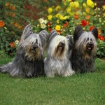 开岛㹴-缩略图-11