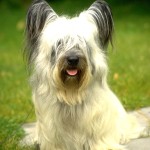 开岛㹴-缩略图-12