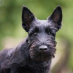 苏格兰㹴-缩略图-1