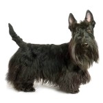 苏格兰㹴-缩略图-2