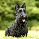 苏格兰㹴-缩略图-3