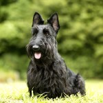 苏格兰㹴-缩略图-4