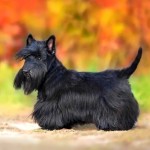 苏格兰㹴-缩略图-5