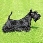 苏格兰㹴-缩略图-6