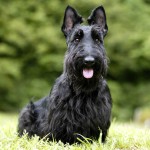 苏格兰㹴-缩略图-8