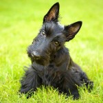 苏格兰㹴-缩略图-9