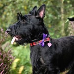 苏格兰㹴-缩略图-10