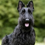 苏格兰㹴-缩略图-11