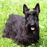 苏格兰㹴-缩略图-12