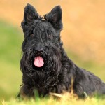 苏格兰㹴-缩略图-13