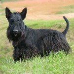 苏格兰㹴-缩略图-14