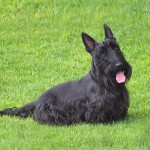 苏格兰㹴-缩略图-15